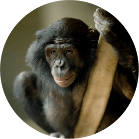 Bonobo Congo Biodiversity Initiative