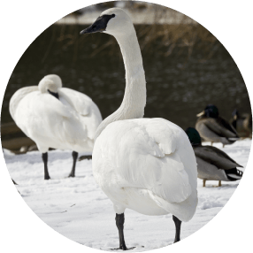 Trumpeter Swan Restoration Program