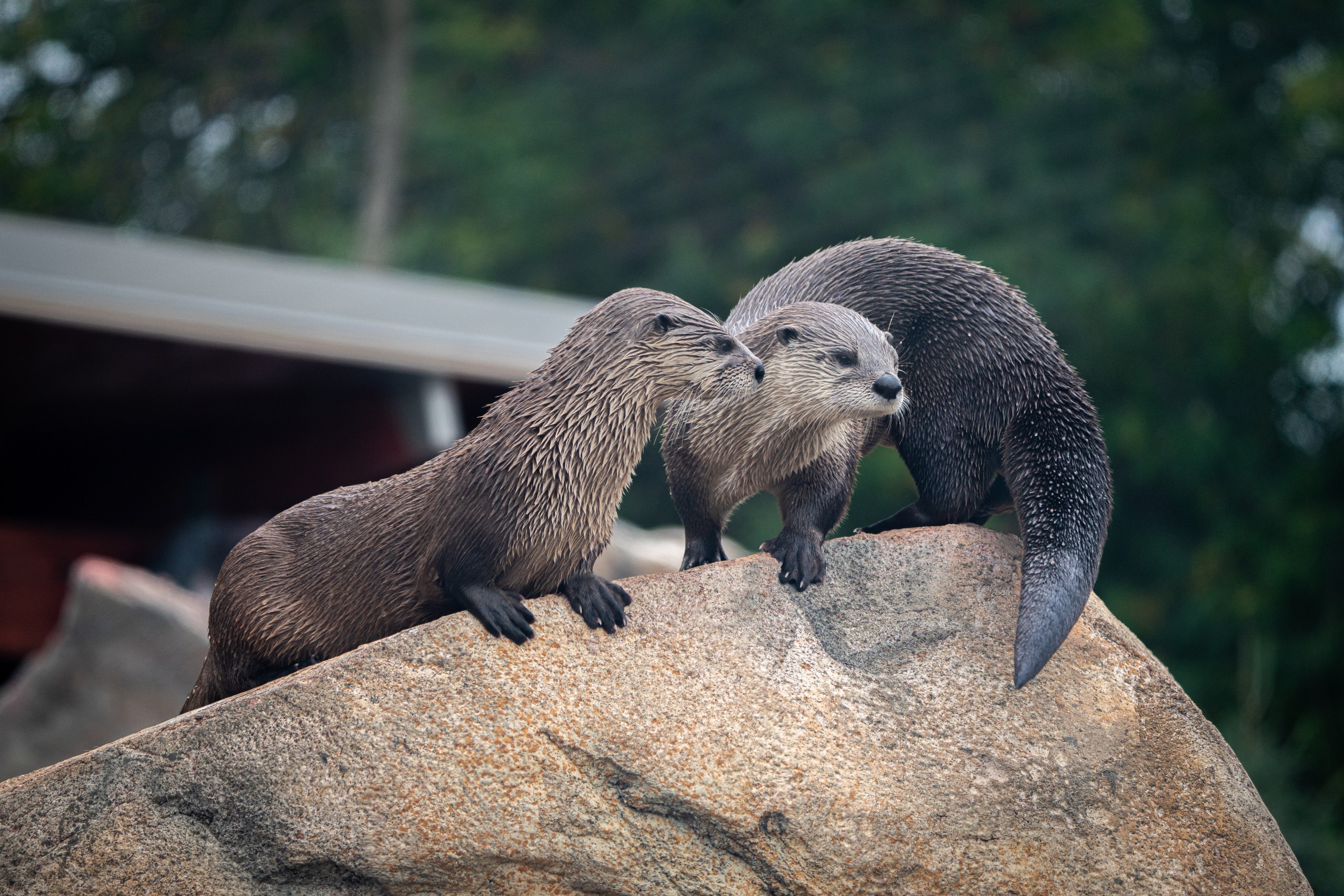 North American River Otters