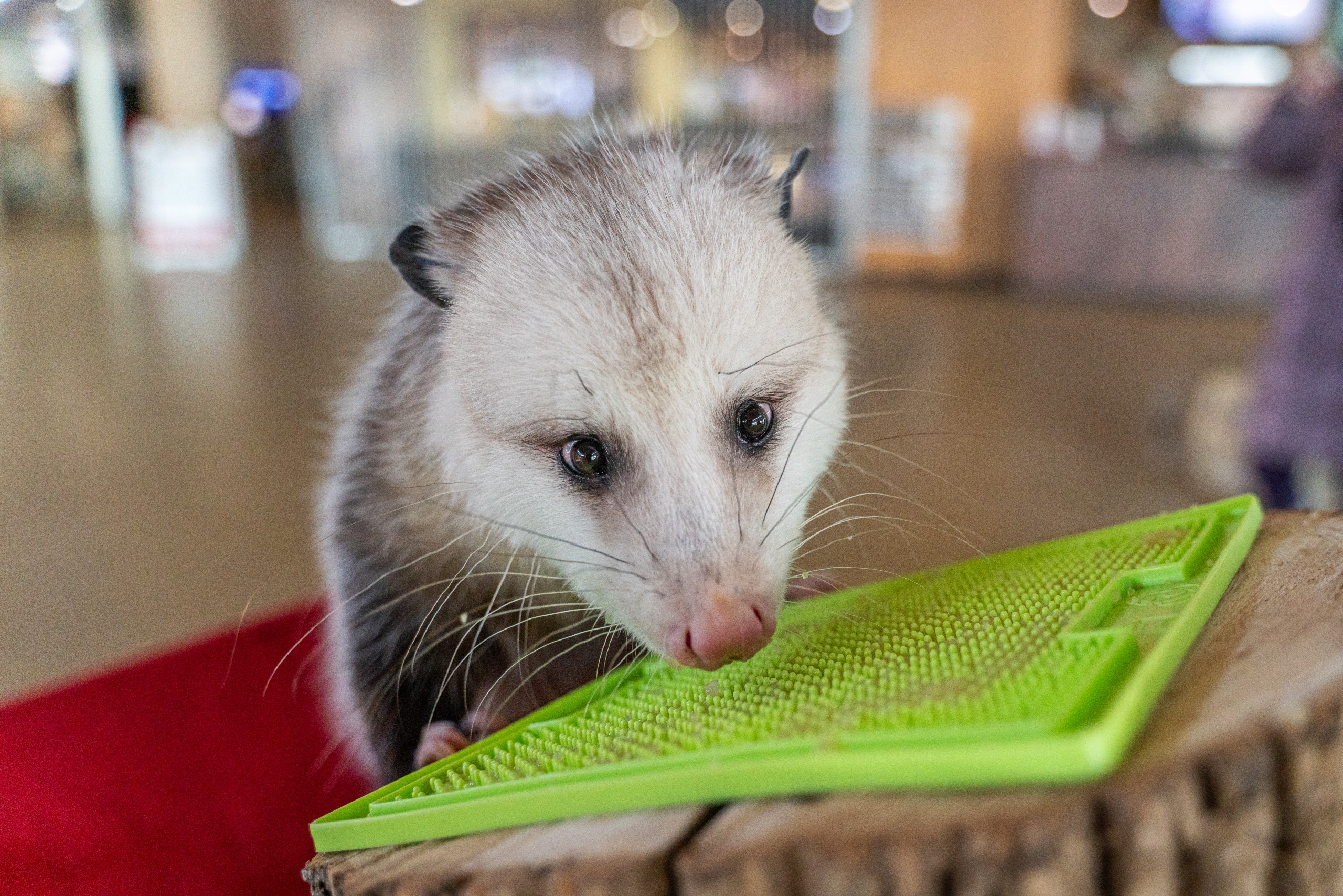 Opossum, Pendleton