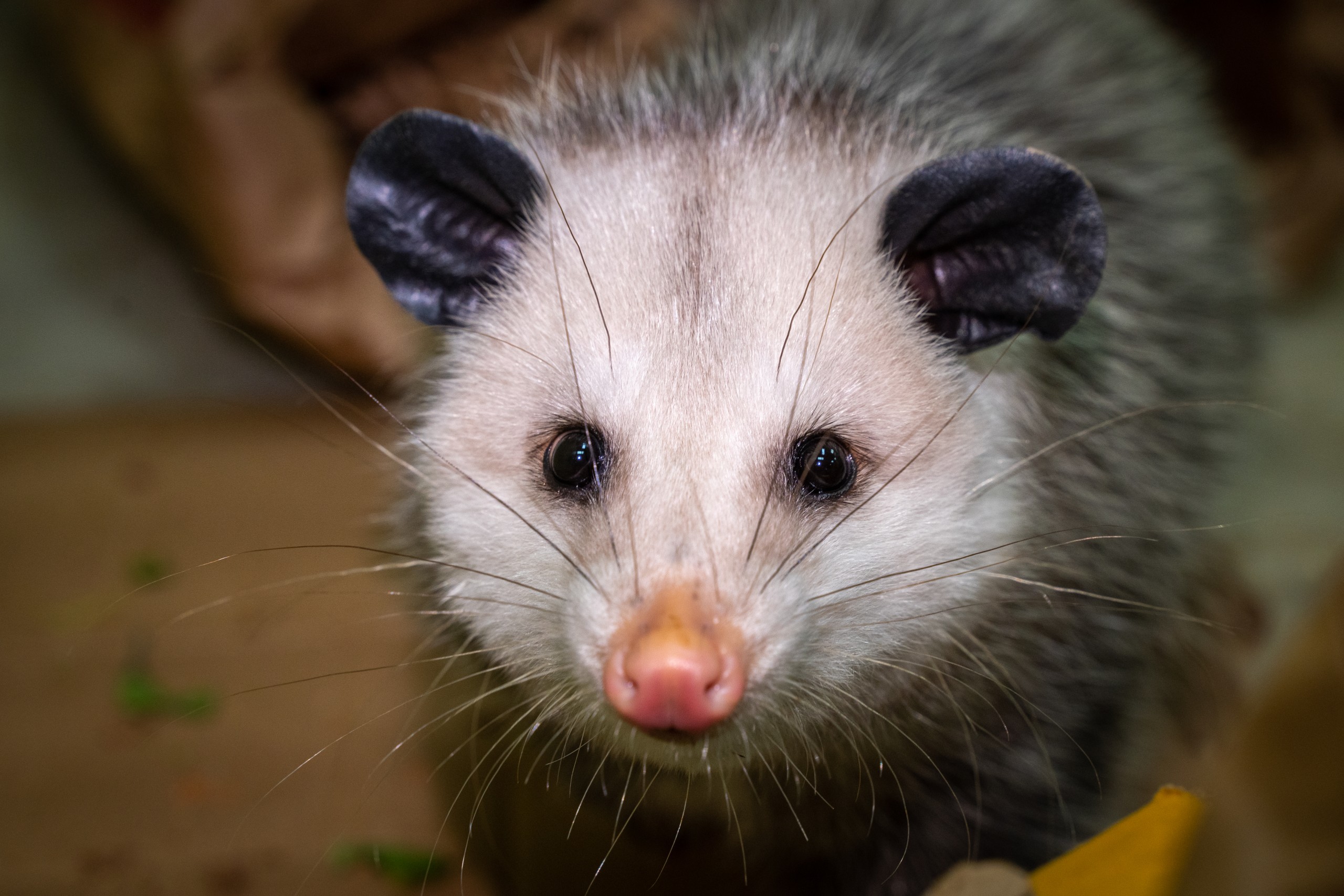 Opossum, Poppy