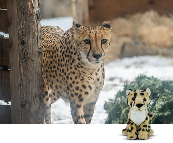 Sponsor An Animal Cheetah Lto