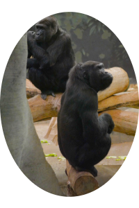 Gorillas 2
