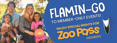 Flamin-go to member-only events! -- Enjoy special nights for Zoo Pass members